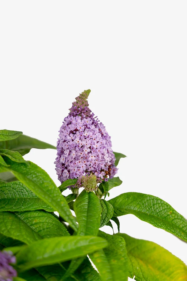 Pugster® Amethyst Butterfly Bush - Image 3