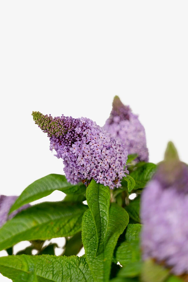 Pugster® Amethyst Butterfly Bush - Image 2