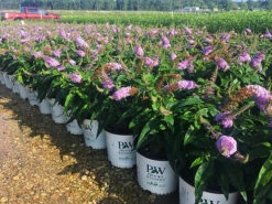 Pugster® Periwinkle Butterfly Bush
