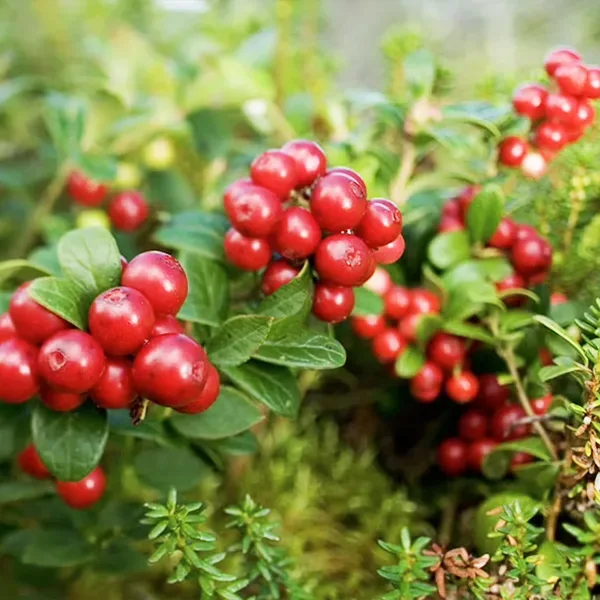 Red Candy Lingonberry - Image 3