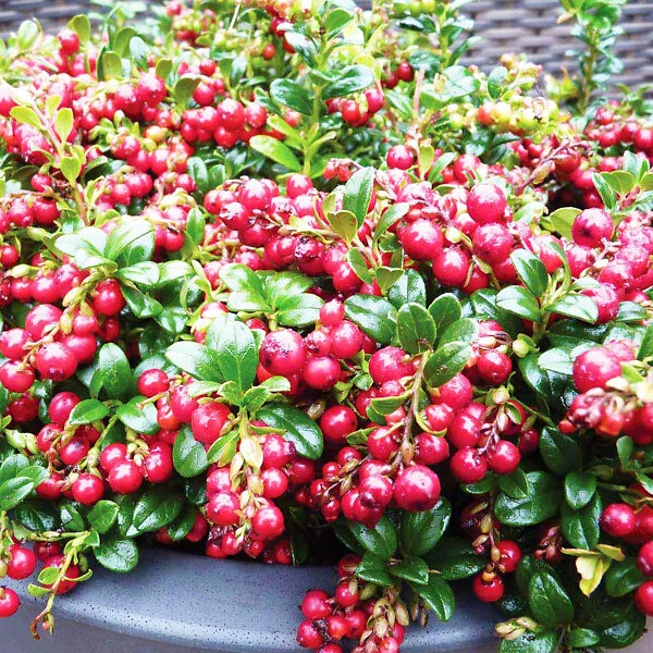 Red Candy Lingonberry