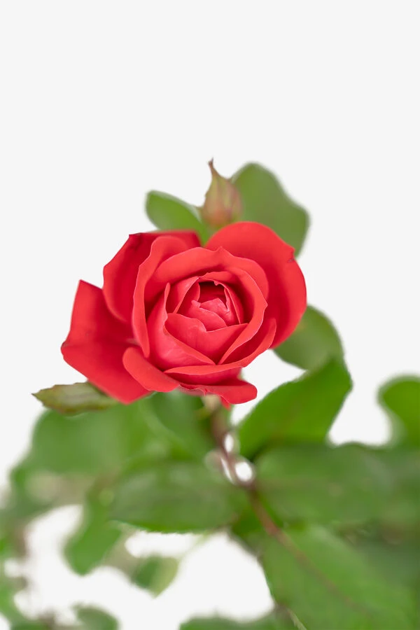 Red Double Knock Out® Rose