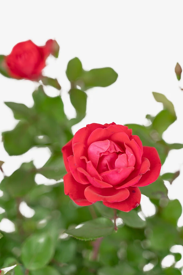 Red Double Knock Out® Rose - Image 5