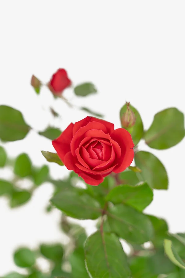 Red Double Knock Out® Rose - Image 3