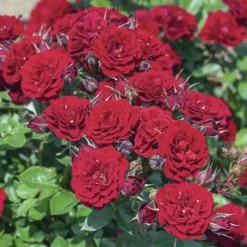 Red Sunblaze® Miniature Rose - Tree Form