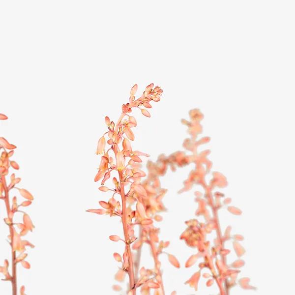 Texas Red Yucca - Image 3