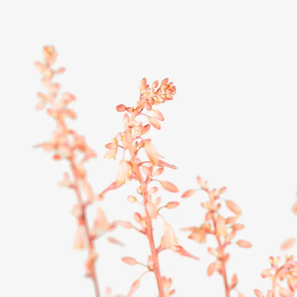 Texas Red Yucca - Image 5