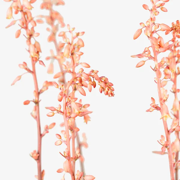 Texas Red Yucca - Image 2