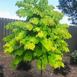 Rise 'N Shine Redbud