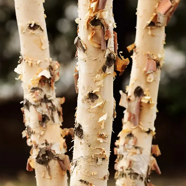 River Birch Tree - Image 3
