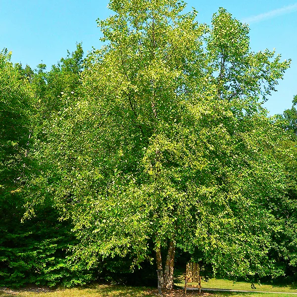 River Birch Tree - Image 4