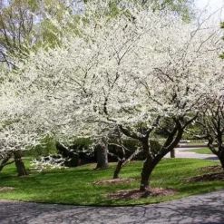 Royal White Redbud