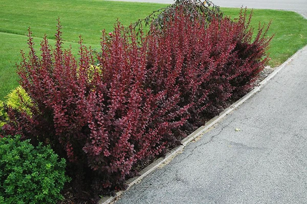 Ruby Carousel® Barberry - Image 4