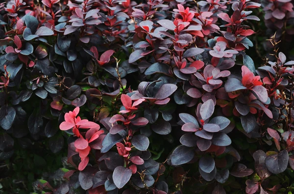 Ruby Carousel® Barberry - Image 3