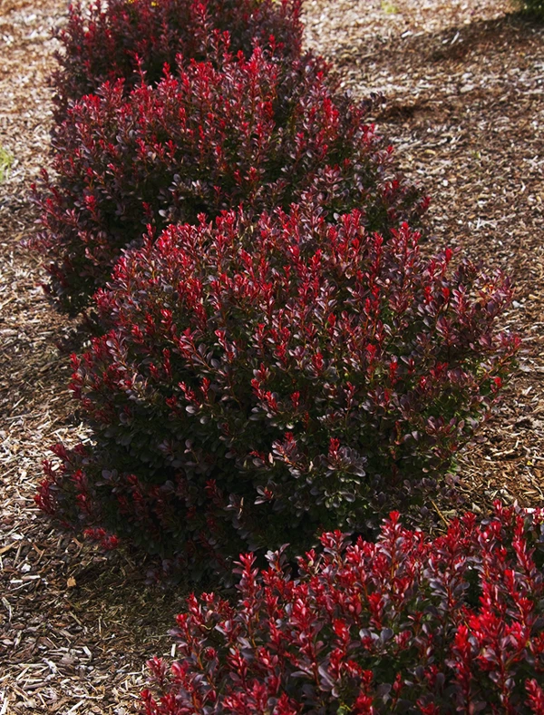 Ruby Carousel® Barberry