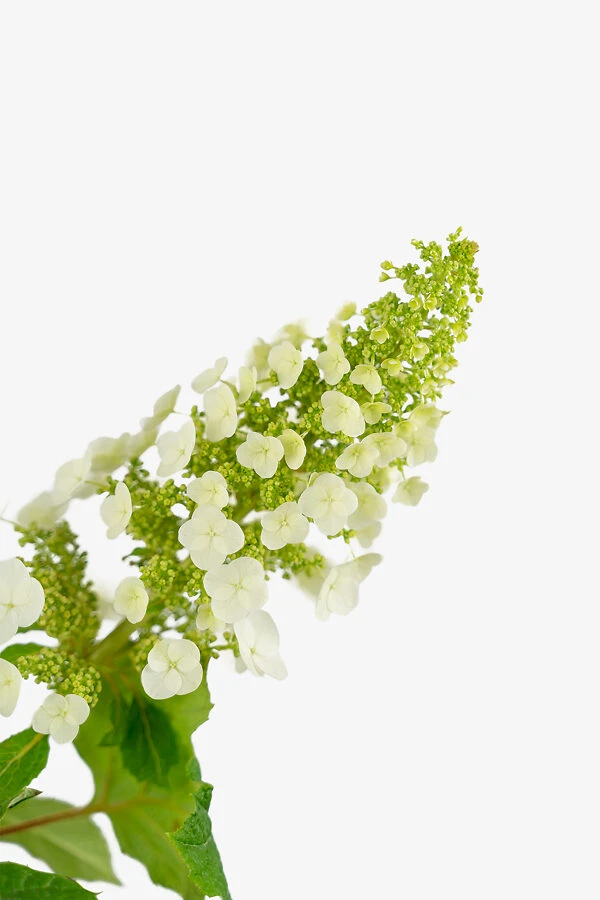 Ruby Slippers Oakleaf Hydrangea - Image 3