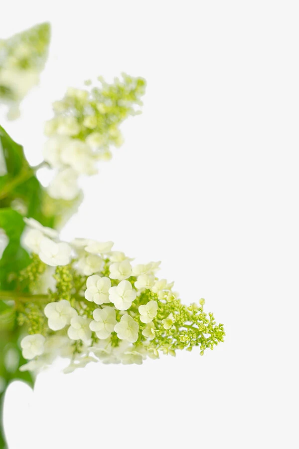 Ruby Slippers Oakleaf Hydrangea - Image 2