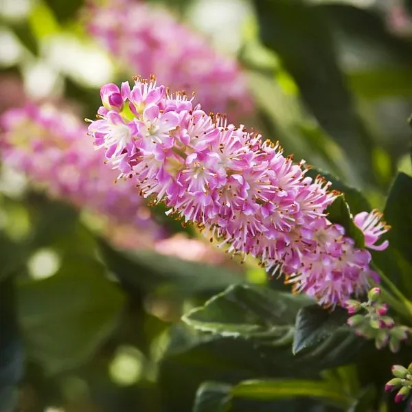 Ruby Spice Summersweet