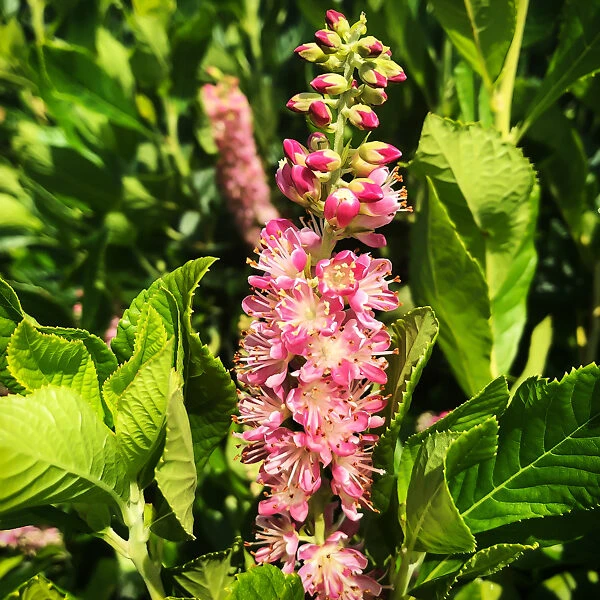 Ruby Spice Summersweet - Image 4