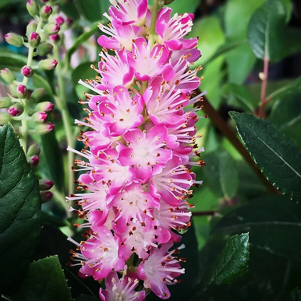 Ruby Spice Summersweet - Image 5