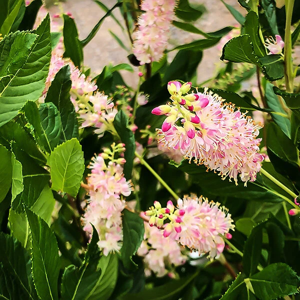 Ruby Spice Summersweet - Image 3