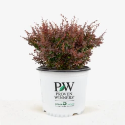 Sunjoy® Mini Salsa Barberry