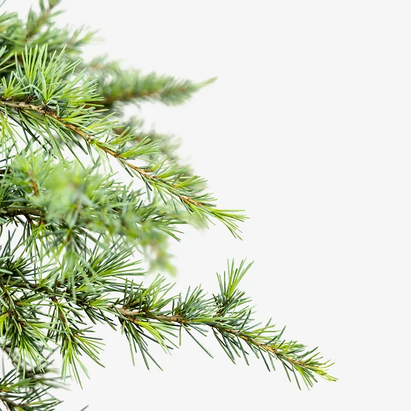 Sanders Blue Himalayan Cedar