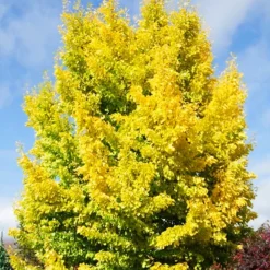 Saratoga Ginkgo Tree