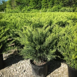 Sea Green Juniper