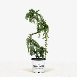 Serpentine Blue Atlas Cedar