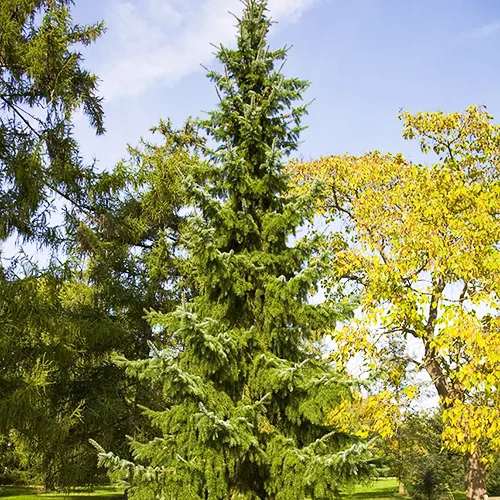 Serbian Spruce - Image 3