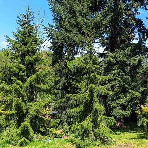 Serbian Spruce - Image 2