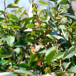 Serendipity Magnolia