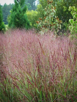 Shenandoah Switch Grass