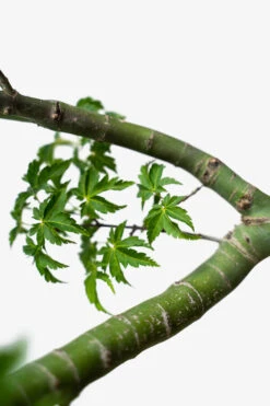 Lion's Head Japanese Maple
