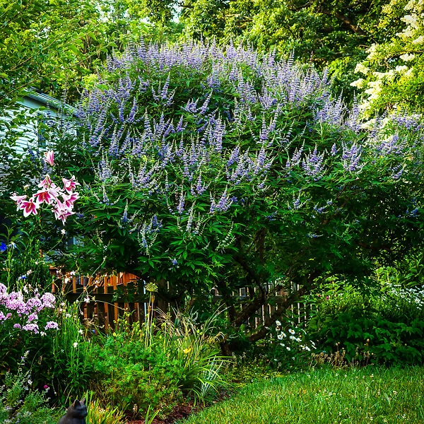 Shoal Creek Chaste Tree - Image 3