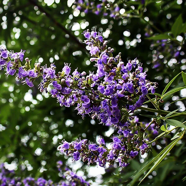 Shoal Creek Chaste Tree - Image 2