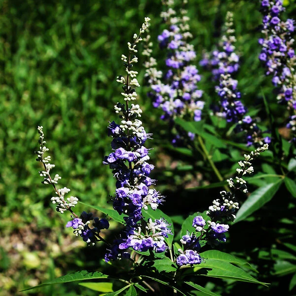 Shoal Creek Chaste Tree