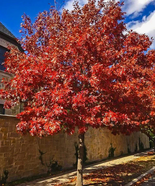 Shumard Red Oak Tree - Image 2