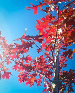 Shumard Red Oak Tree