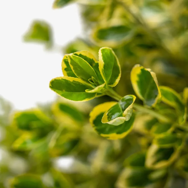 Silver Queen Euonymus - Image 5