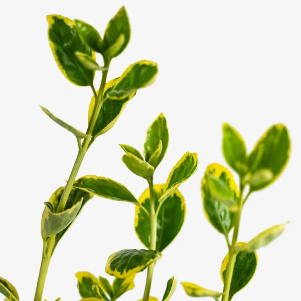 Silver Queen Euonymus - Image 3