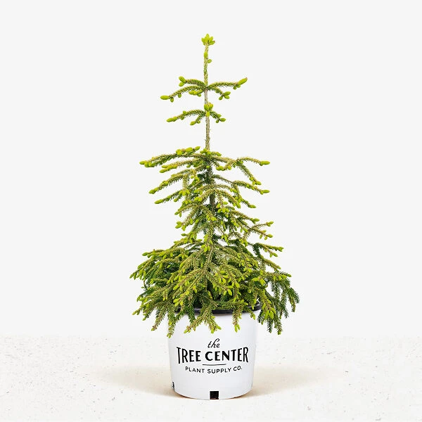 Skylands Oriental Spruce