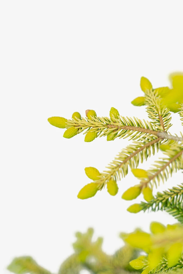 Skylands Oriental Spruce - Image 5