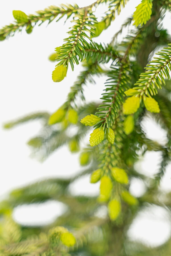 Skylands Oriental Spruce - Image 4