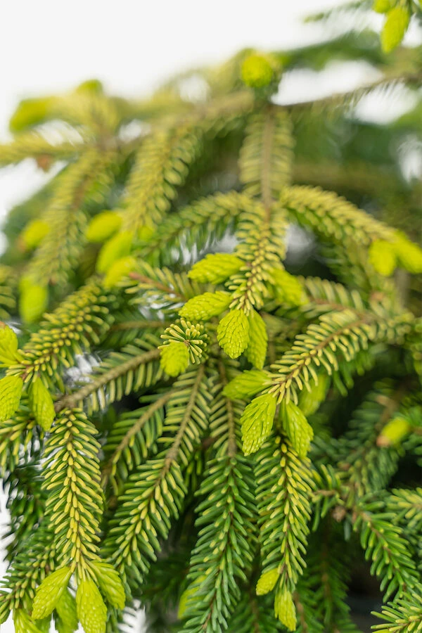 Skylands Oriental Spruce - Image 2