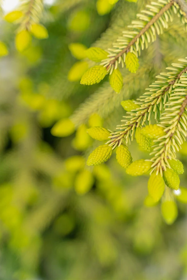 Skylands Oriental Spruce - Image 3