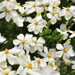 Snow Girl™ Gardenia