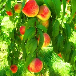 Snowbrite White Peach Tree