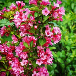 Sonic Bloom® Red Weigela